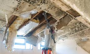 Why You Should Choose Our Mold Remediation Services in Burlington, VT